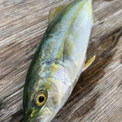 ライトショアジギング