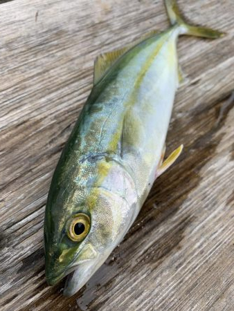 ライトショアジギング