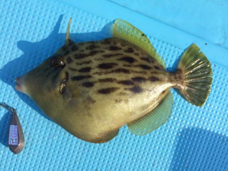 ボートフィッシング