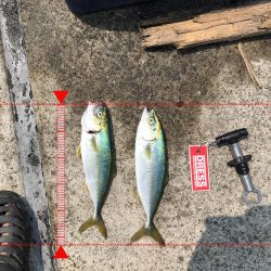 神戸港ツバス・モジャコ