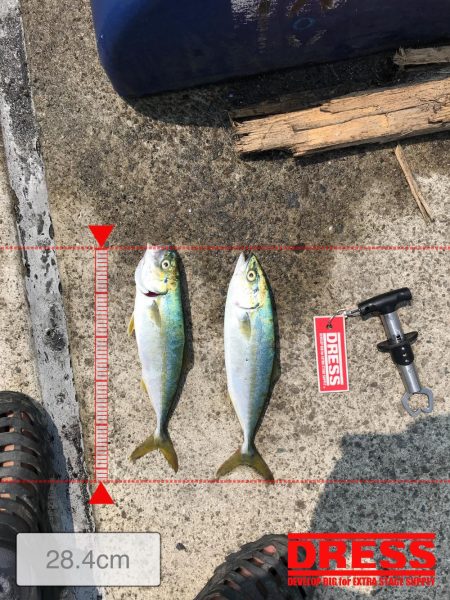 神戸港ツバス・モジャコ