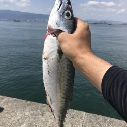 昼から大サバ狙い