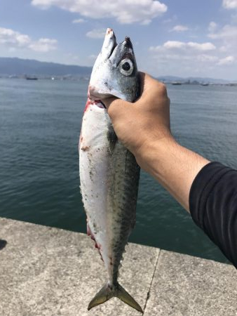 昼から大サバ狙い