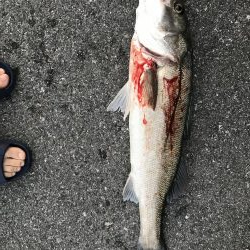 シーバス釣れた！