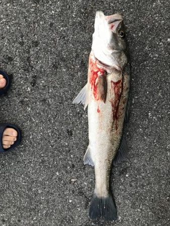 シーバス釣れた！