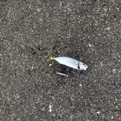 久しぶりに朝まずめ頑張ったけど、、、