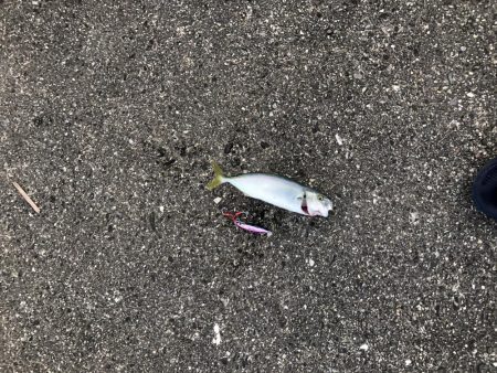 久しぶりに朝まずめ頑張ったけど、、、