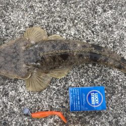 夏の風物詩マゴチ!