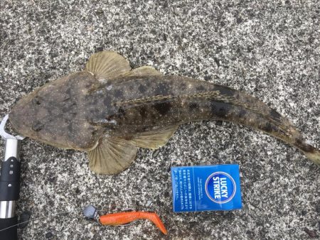 夏の風物詩マゴチ！