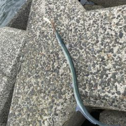 シーバスはどこへ?