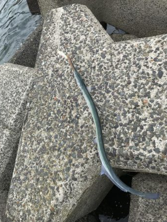 シーバスはどこへ?