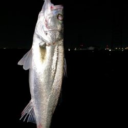 淀川でシーバス & ツバス