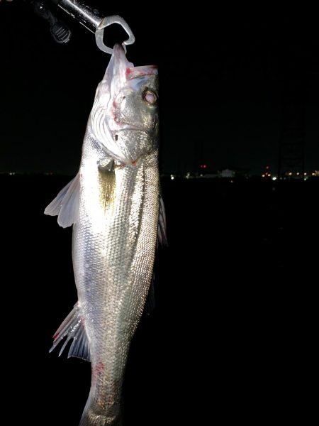 淀川でシーバス & ツバス