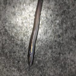 ちょいしぶアナゴ