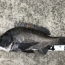 イチノ兄弟、釣果！