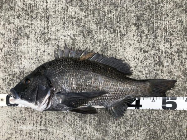 イチノ兄弟、釣果！