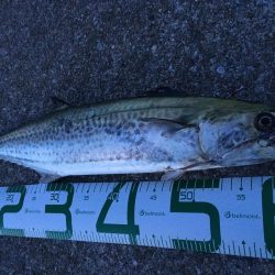 サゴシのベイトはセットアッパー