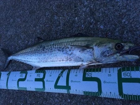 サゴシのベイトはセットアッパー