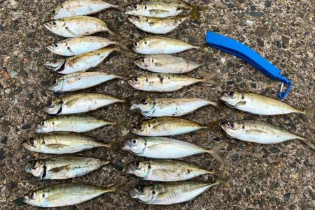 アジ、溜まってます！