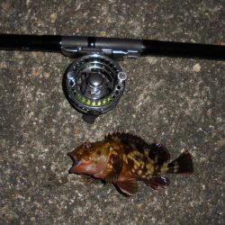 クロダイ遠くギマ登場