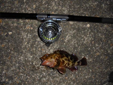 クロダイ遠くギマ登場