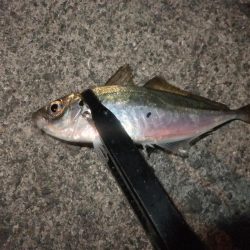 アジング好調キープ