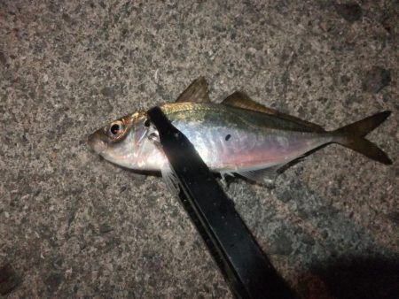 アジング好調キープ