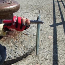 今期初サヨリは良型が連発