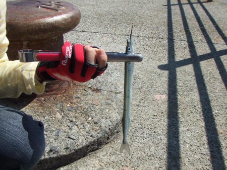 今期初サヨリは良型が連発