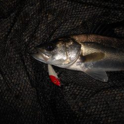 CD7でテトラ際を狙ってみる