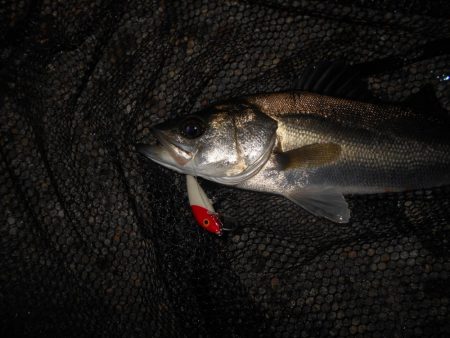 CD7でテトラ際を狙ってみる