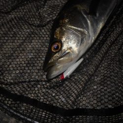 マメに探って1本…