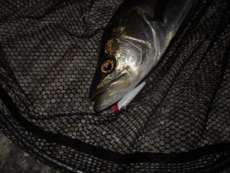 マメに探って1本…