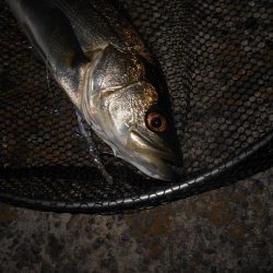 思った程では無い…。