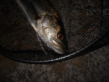 思った程では無い…。