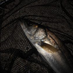 再びバチパターン突入か？