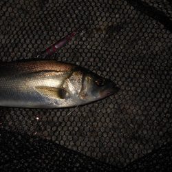 時合いはかなり短い…。