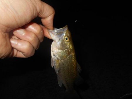 久しぶりのバスフィッシング…