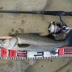 シモリの際から