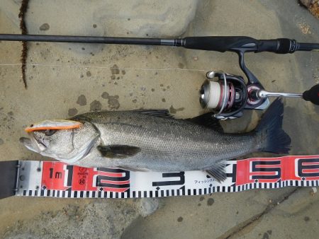 シモリの際から