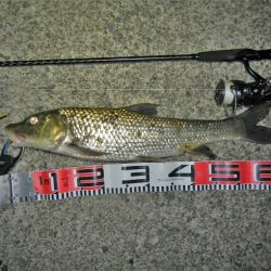 シーバス狙いが