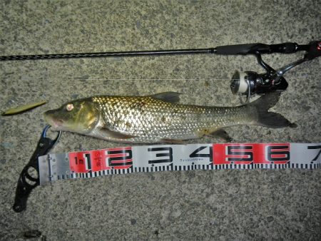 シーバス狙いが