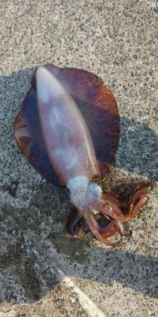 5年ぶりの獲物は