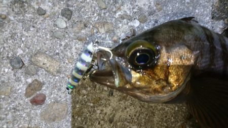 今夜も梅雨メバル