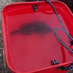 花市場公園でのエビ撒き釣りの釣果