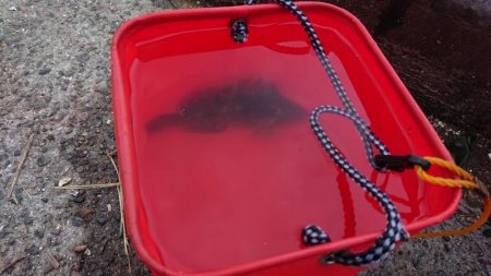 花市場公園でのエビ撒き釣りの釣果