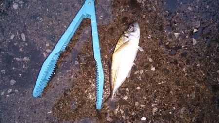 ツバスを釣りたい