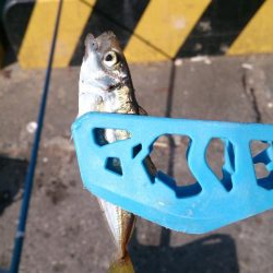 子供とサビキ釣り