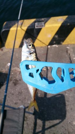 子供とサビキ釣り