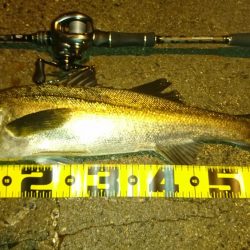 雨上がりシーバスフィッシング